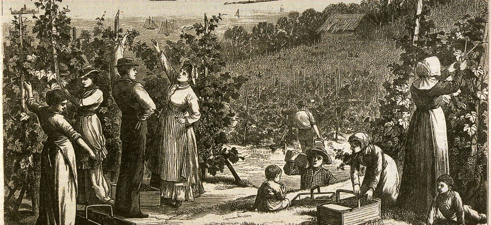 Récolte du raisin au vignoble de Beaconsfield en 1879